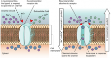 13.4 The Action Potential – Fundamentals of Anatomy and Physiology