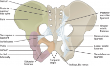 11.3 The Pelvic Girdle and Pelvis – Fundamentals of Anatomy and Physiology