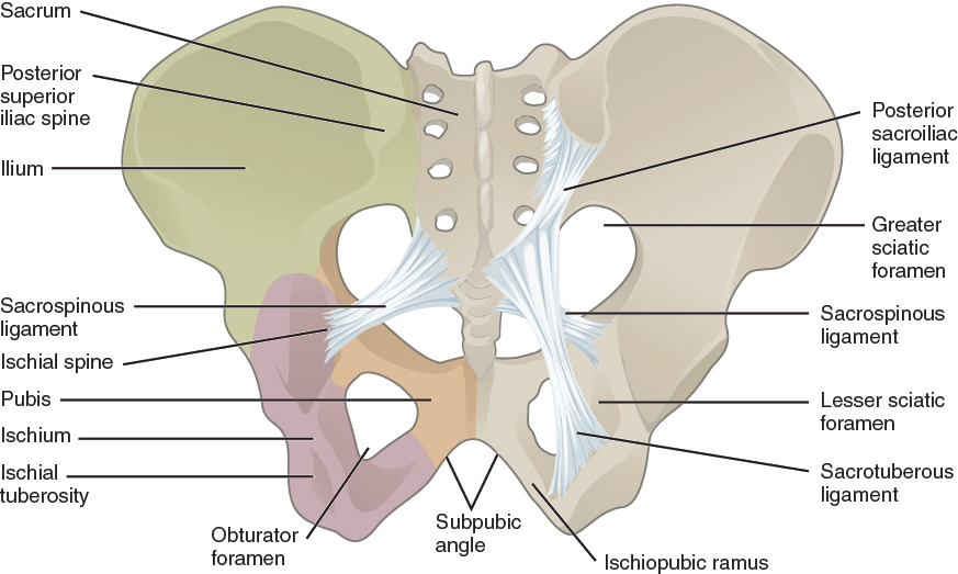Ligaments of the pelvis