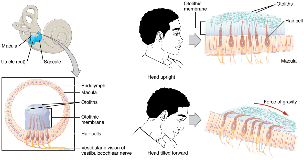 13.10 Sensory Perception – Fundamentals Of Anatomy And Physiology