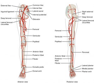 6.10 Circulatory Pathways – Fundamentals of Anatomy and Physiology