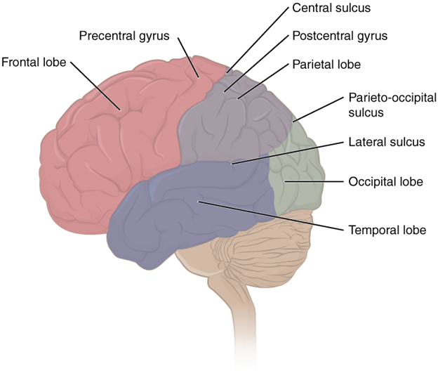 Lobes of the cerebral cortex