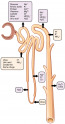 17.6 Tubular Reabsorption – Fundamentals of Anatomy and Physiology