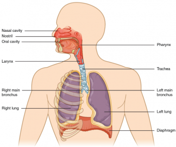 8.1 Organs and Structures of the Respiratory System – Fundamentals of