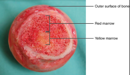 Cabeça do fêmur mostrando medula vermelha e amarela.