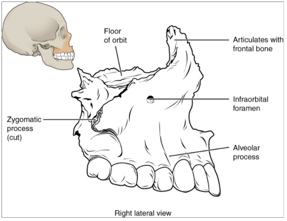 Diagram of maxillary bone