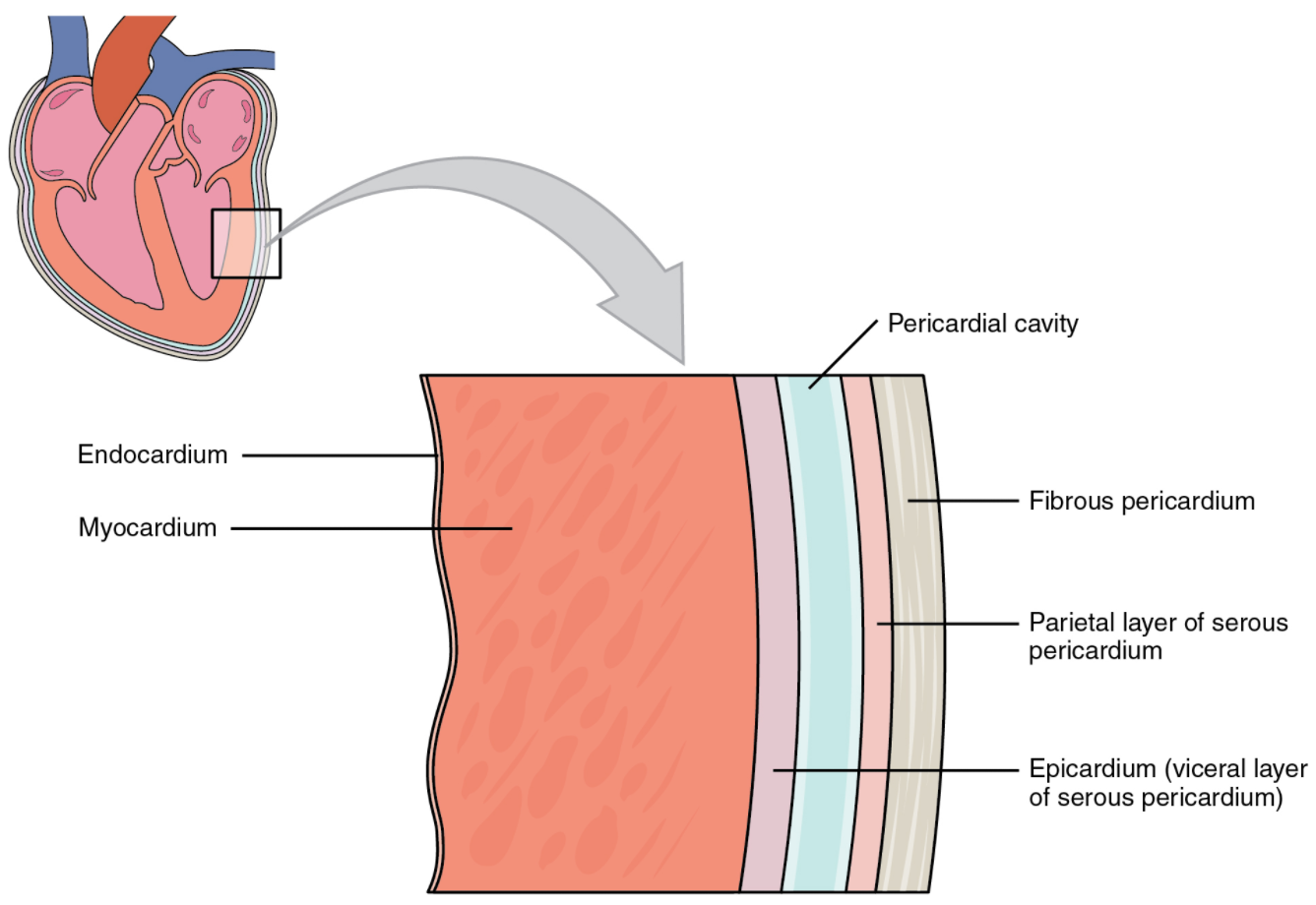 6 1 Heart Anatomy Fundamentals Of Anatomy And Physiology   Membranes 