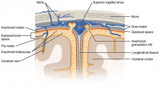 13.8 Circulation and the Central Nervous System – Fundamentals of ...