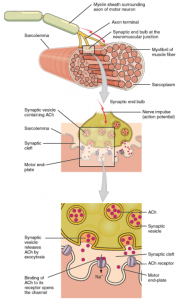 9.2 Skeletal Muscle – Fundamentals of Anatomy and Physiology