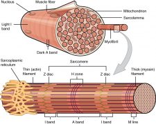 9.2 Skeletal Muscle – Fundamentals of Anatomy and Physiology