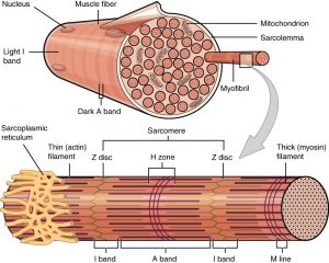 9.2 Skeletal Muscle – Fundamentals of Anatomy and Physiology