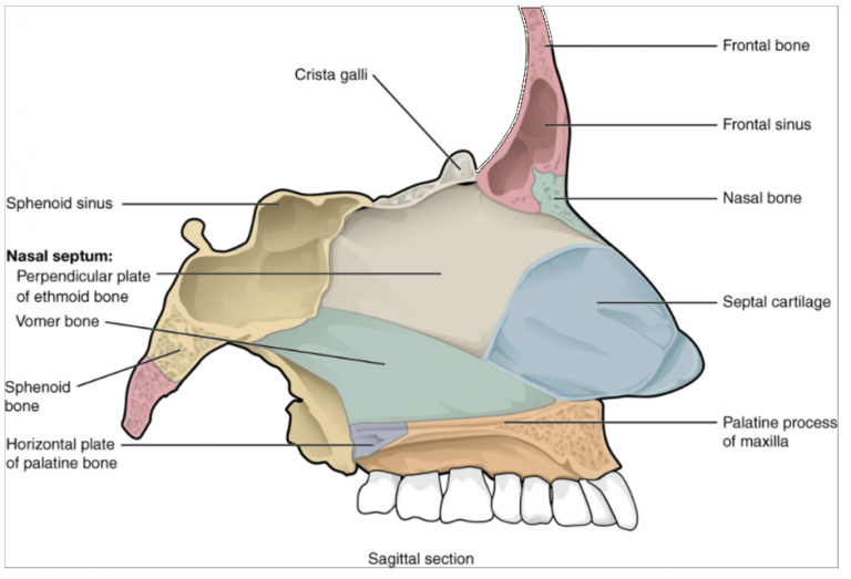 10.9 The Skull – Fundamentals of Anatomy and Physiology