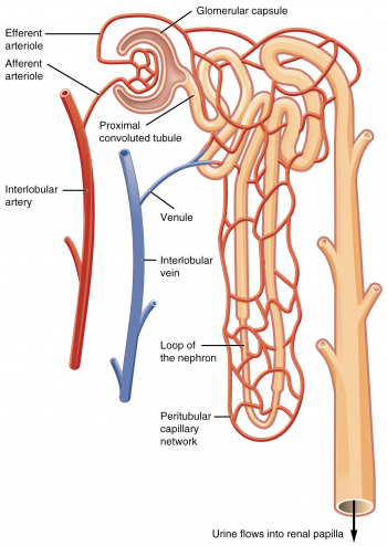 17.3 Gross Anatomy of the Kidney – Fundamentals of Anatomy and Physiology