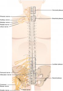 13.9 The Peripheral Nervous System – Fundamentals of Anatomy and Physiology