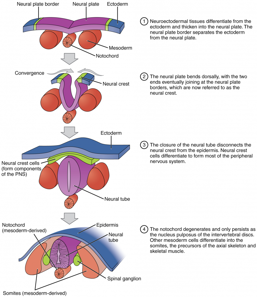 Diagram of Neurulation process