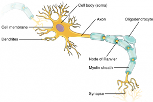 13.2 Nervous Tissue – Fundamentals of Anatomy and Physiology