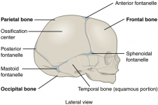 11.7 Fibrous Joints – Fundamentals of Anatomy and Physiology