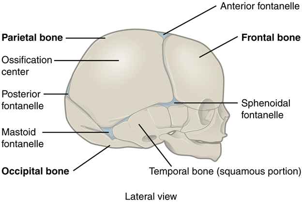 Diagram of newborn skull