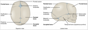 10.12 Embryonic Development of the Axial Skeleton – Fundamentals of ...