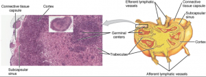 7.1 Anatomy of the Lymphatic and Immune Systems – Fundamentals of ...