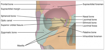 10.9 The Skull – Fundamentals of Anatomy and Physiology