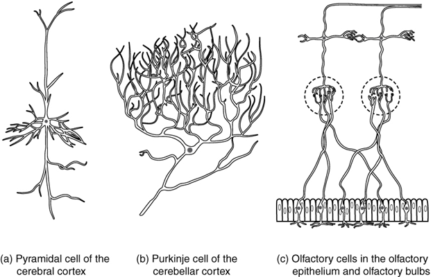 Three examples of neurons that are classified on the basis of other criteria. (a) The pyramidal cell is a multipolar cell with a cell body that is shaped something like a pyramid. (b) The Purkinje cell in the cerebellum was named after the scientist who originally described it. (c) Olfactory neurons are named for the functional group with which they belong.
