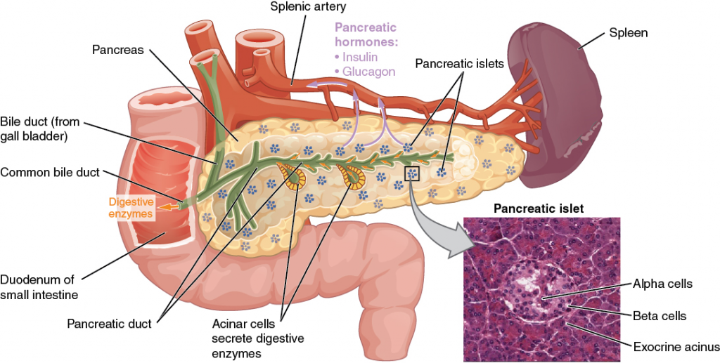 Diagram of pancreas