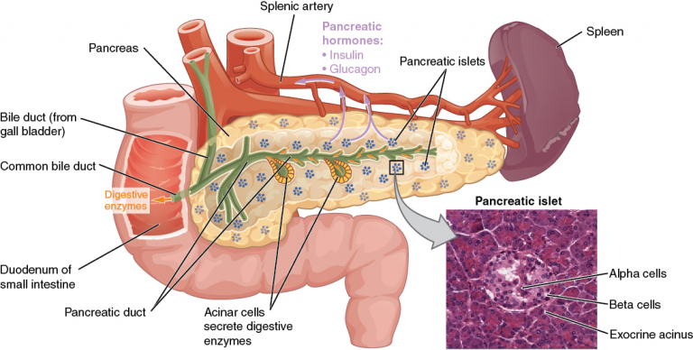 14.9 The Endocrine Pancreas – Fundamentals of Anatomy and Physiology