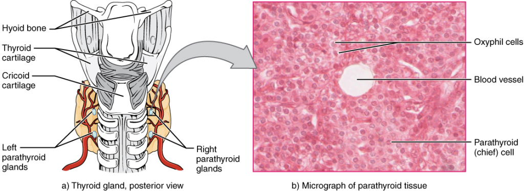 Diagram and photo of Parathyroid glands