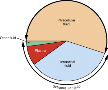 body fluid compartments and the percentages of each