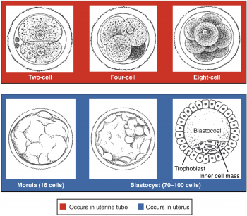 16.2 Embryonic Development – Fundamentals of Anatomy and Physiology