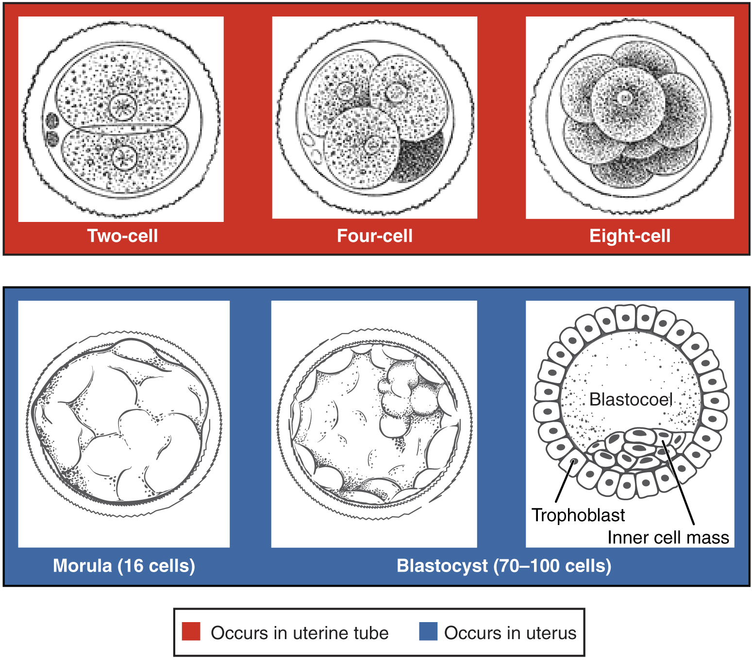 16.2 Embryonic Development – Fundamentals Of Anatomy And Physiology