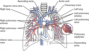 6.10 Circulatory Pathways – Fundamentals Of Anatomy And Physiology