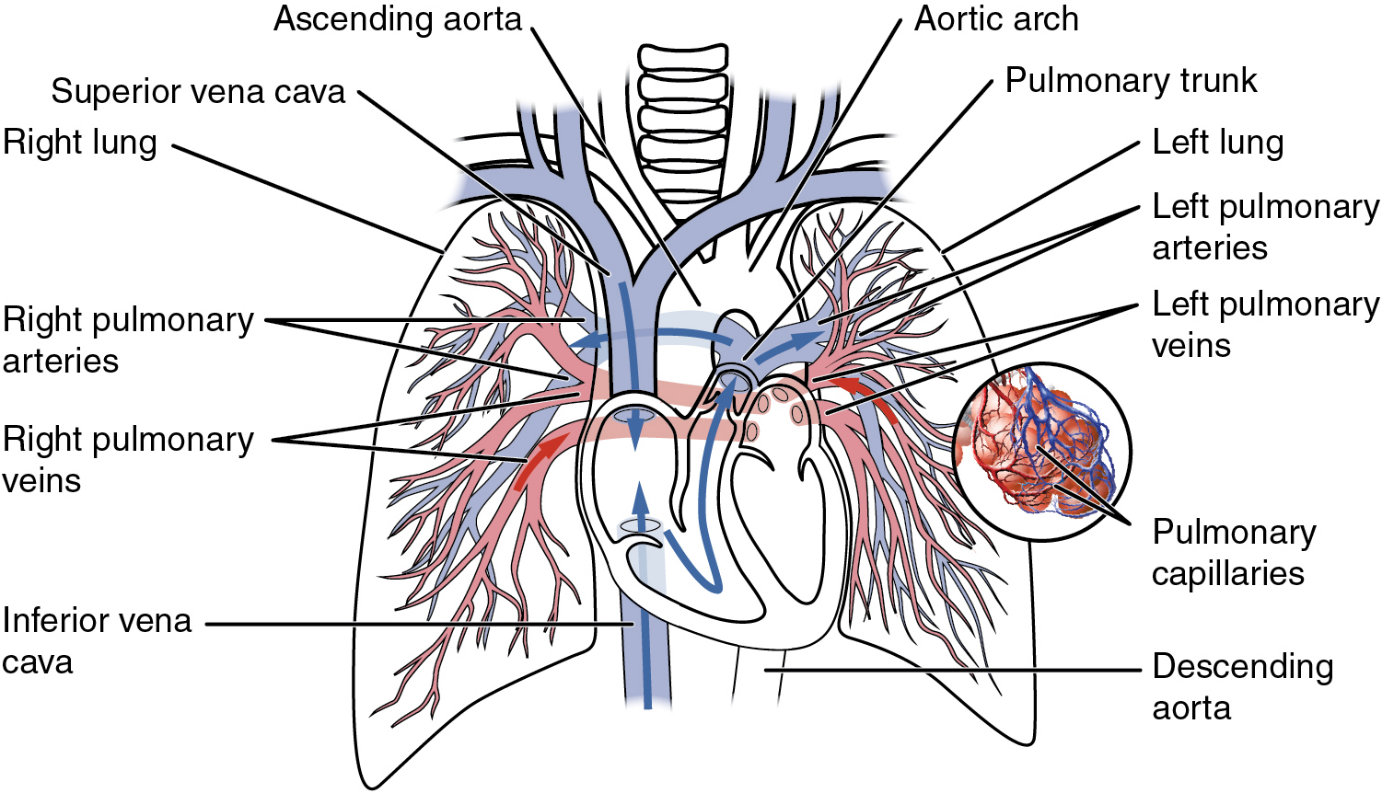 6.10 Circulatory Pathways – Fundamentals of Anatomy and Physiology