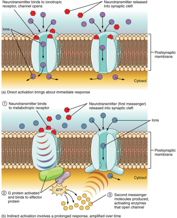 13.5 Communication between Neurons – Fundamentals of Anatomy and Physiology