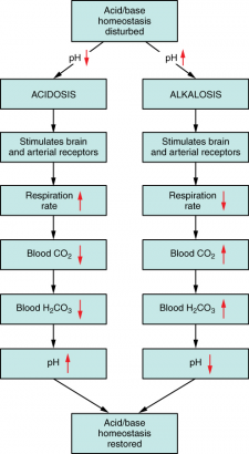 17.14 Acid-Base Balance – Fundamentals of Anatomy and Physiology