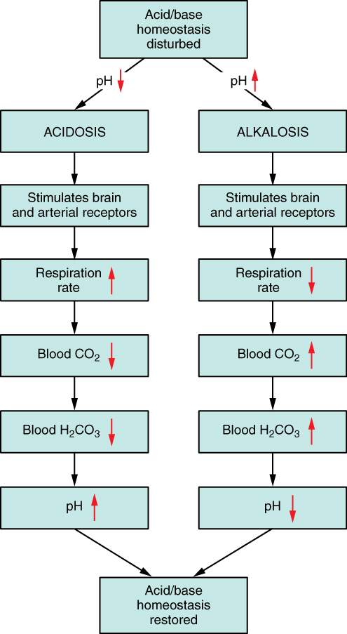 flowchart Respiratory regulation of blood pH