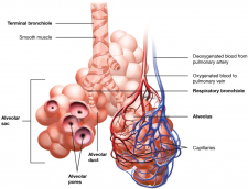 8.1 Organs and Structures of the Respiratory System – Fundamentals of ...