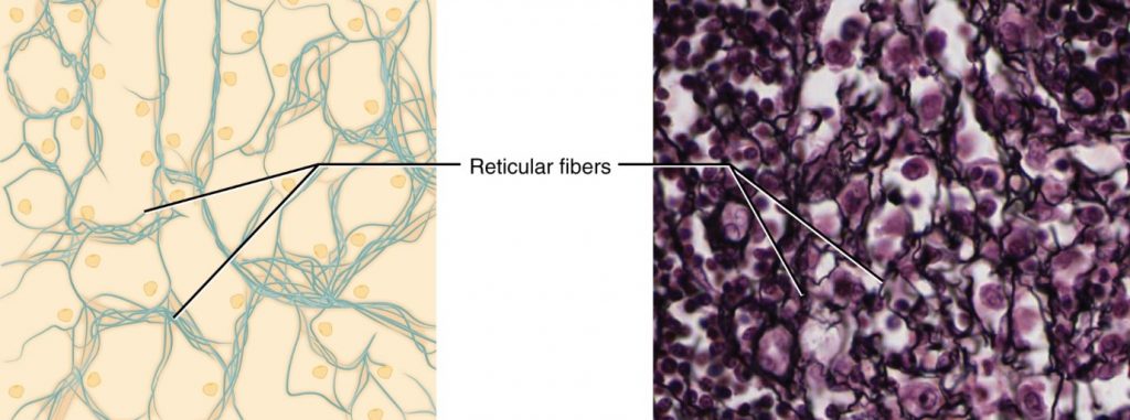 Diagram and image of reticular tissue