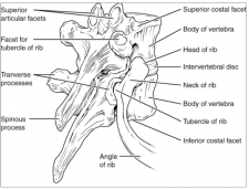 10.10 The Vertebral Column – Fundamentals of Anatomy and Physiology