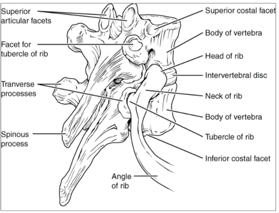 Rib articulation in thoracic vertebrae.