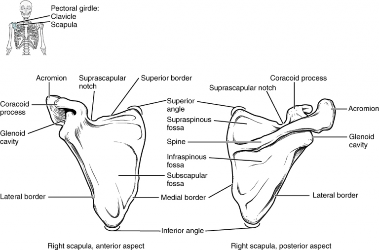 11.1 The Pectoral Girdle – Fundamentals Of Anatomy And Physiology