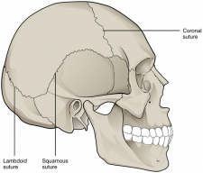 11.6 Classification of Joints – Fundamentals of Anatomy and Physiology