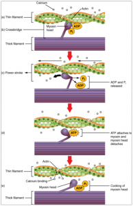 9.3 Muscle Fibre Contraction and Relaxation – Fundamentals of Anatomy ...