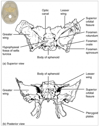 10.9 The Skull – Fundamentals of Anatomy and Physiology