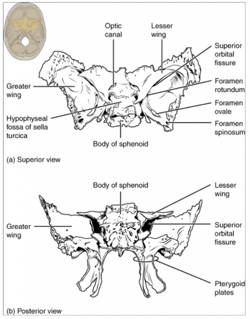 Sphenoid bone. Shown in isolation in (a) superior and (b) posterior views