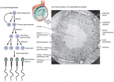 15.1 Anatomy and Physiology of the Male Reproductive System ...