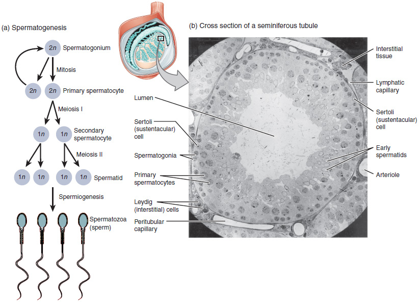 Spermatogenesis. (a) Mitosis of a spermatogonial stem cell involves a single cell division that results in two identical, diploid daughter cells (spermatogonia to primary spermatocyte). Meiosis has two rounds of cell division: primary spermatocyte to secondary spermatocyte, and then secondary spermatocyte to spermatid. This produces four haploid daughter cells (spermatids). (b) In this electron micrograph of a cross-section of a seminiferous tubule from a rat, the lumen is the light-shaded area in the centre of the image.