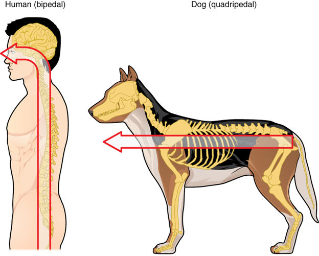 Spine of human and dog
