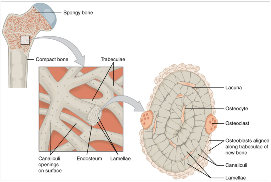 Diagram of spongy bone.